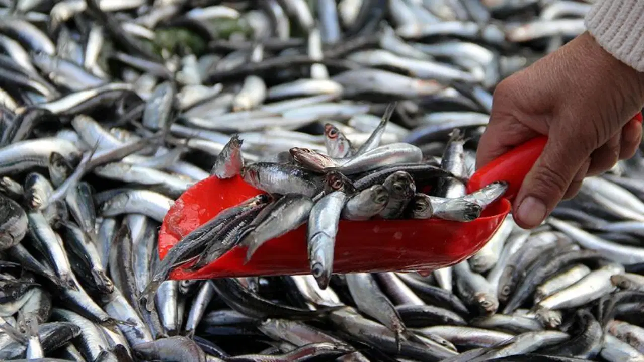 hamsi trabzonda tezgaha dustu mezgit ve istavritle ayni fiyata satiliyor RCYG5PMp