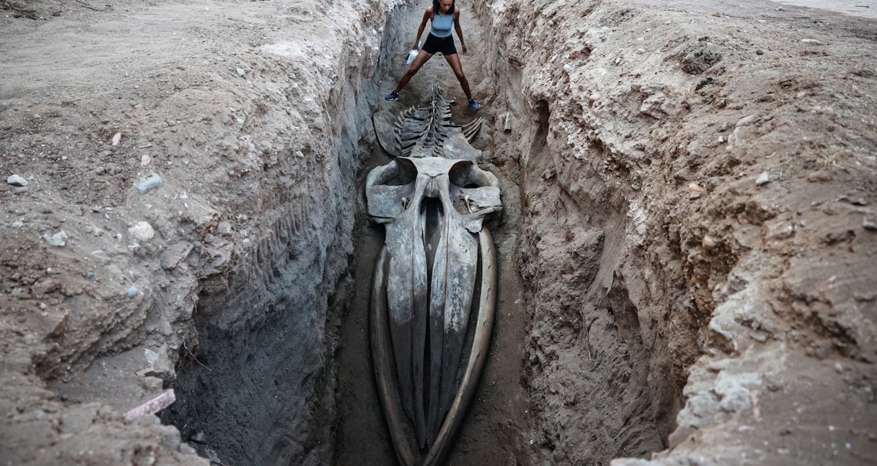 dort yil once kiyiya vurmustu dev canlinin kalintilari mersinde bulundu 9XGB2q57