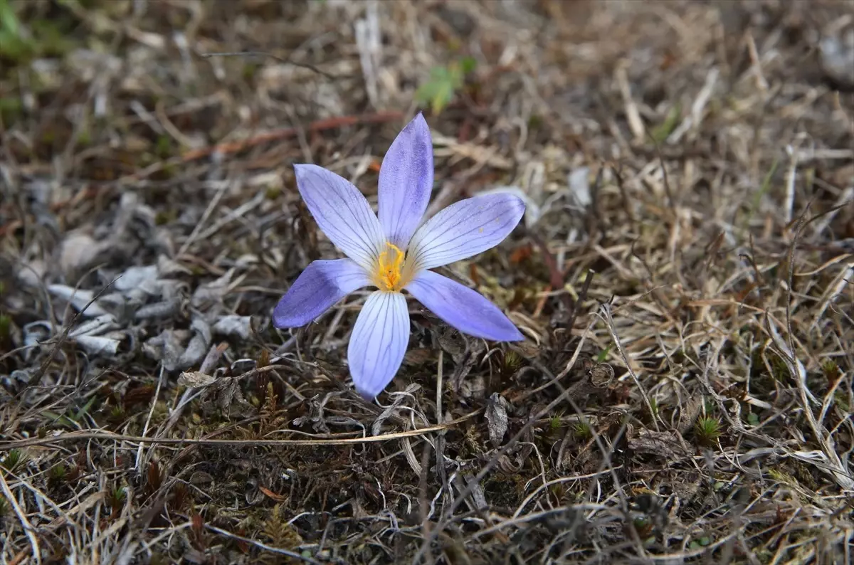 sonbaharin habercisi vargit cicekleri ilgaz dagini susluyor gaBB65T8