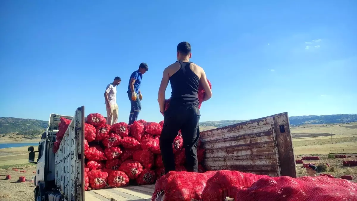 yozgatta sogan hasadi imece usuluyle yapiliyor rF1nzf4c.jpg