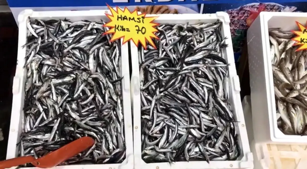 akcakoca balikci barinagi baskanindan taze balik uyarisi aVNMxypq.jpg