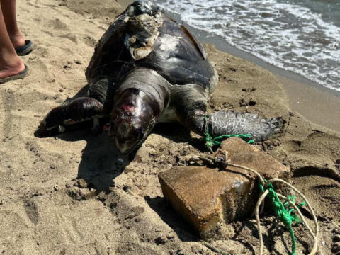 İzmir’de insanlık dışı vahşet! Yüzgecine parke taşı bağlanmış ölü deniz kaplumbağası bulundu
